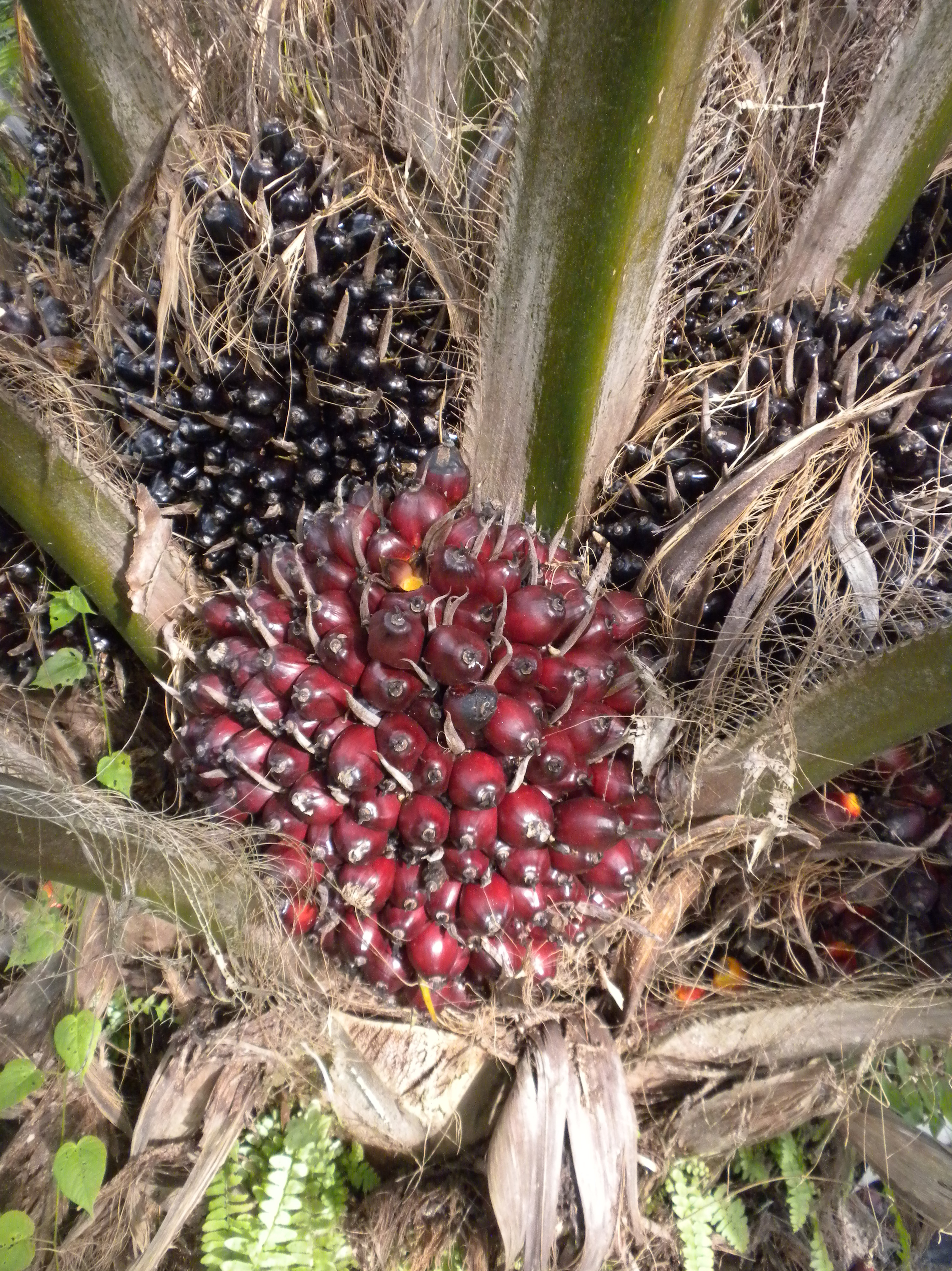 Ripe fruit bunch on a young oil palm