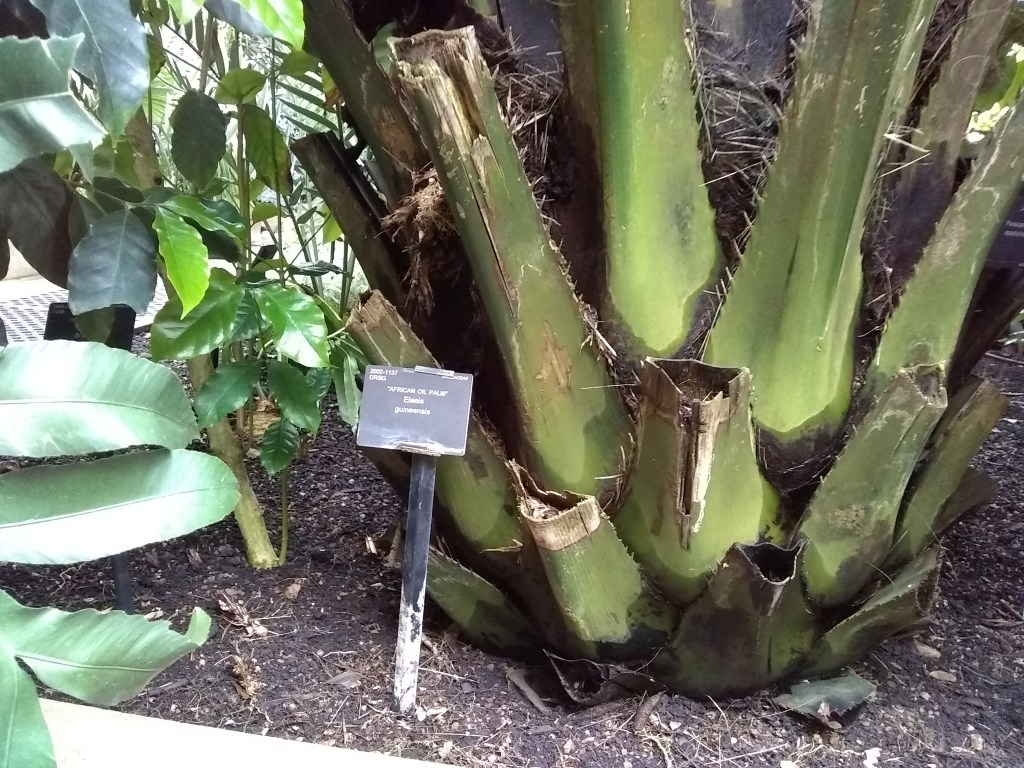 Photo of the base of an oil palm in Kew's Palm House (J.E. Robins 2018)